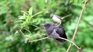 A reed warbler parent feeds a bug to a cuckoo chick  By Mrs Archana Mishra [upl. by Mariska]