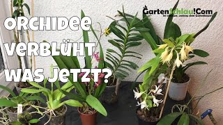 Was mache ich mit verblühten Orchideen  Alles über Orchideen 20  Gartenschlaucom [upl. by Acirfa984]