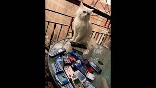 Cat fon 😎😎😀🔥🔥foryou zoo cat nokia asmr whatsappstatus smartphone photography trend [upl. by Khudari]