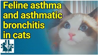 Feline asthma and asthmatic bronchitis in cats [upl. by Aohsoj21]