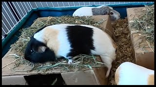 Guinea pig jump fail [upl. by Madeleine]