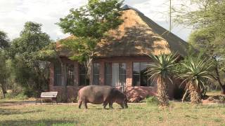 Tshukudu Game Lodge Hoedspruit  South Africa Travel Channel 24 [upl. by Jallier]