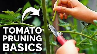 How to Prune Tomatoes for Maximum Yield and Plant Health [upl. by Beauregard]