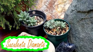 36 SUCULENTA DIAMANTE o PACHYPHYTUM COMPACTUM y sus NOVEDADES [upl. by Enaj]