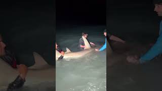 Unhooking A Hammerhead Shark sharkfishing fishing hammerheadshark lbsf giantfish fish [upl. by Reyotal]