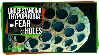 Understanding Trypophobia The Fear of Holes [upl. by Waverley]