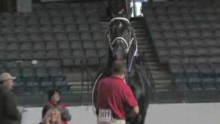 Windermere Farms World Champion Percheron Stallion [upl. by Aneret]