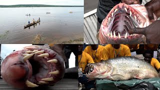 CongoBrazza Découverte de la pêche internationale du poissontigre quotMbengaquot dans le fleuve Congo [upl. by Rhpotsirhc859]