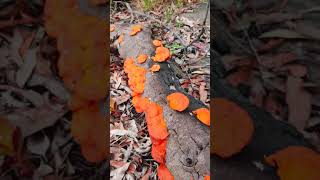 The Cinnabar Polypore Mushroom [upl. by Raine]