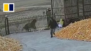 Chinese villager narrowly escapes wild tiger attack [upl. by Haman]