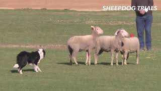 2019 Sheep Dog Trials  Royal Adelaide Show [upl. by Agbogla]