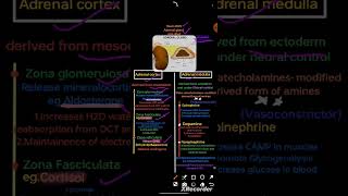 Adrenal Gland  Class 12  one shot  Chemical Coordination And Integration physicswallahneet [upl. by Eerej]