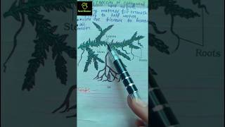 selaginella amp salvinia pteridophytes ncert imp diagram class 11th ncert biology neet2025 imp [upl. by Naujat]