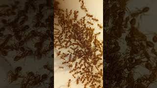 The Fascinating World of Fire Ants [upl. by Wendeline704]