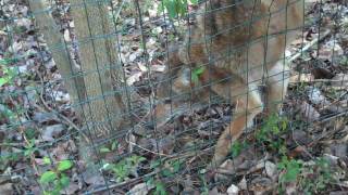 Coyote in Dacula GA WMV file type [upl. by Scibert]