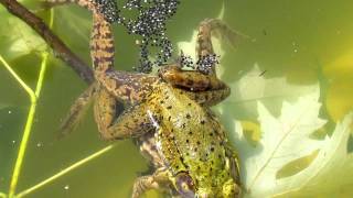 Frogs Fertilizing Eggs [upl. by Antoni]