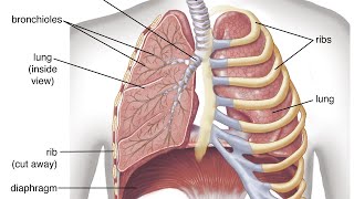 respiratory failure p2 [upl. by Auqenes]