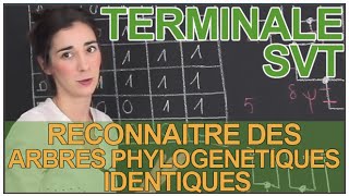 Reconnaître des arbres phylogénétiques identiques  SVT  Terminale  Les Bons Profs [upl. by Ardnauqal5]