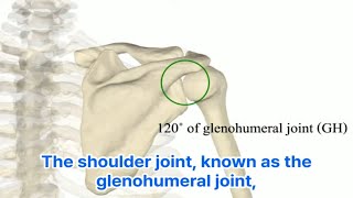 How Your Shoulder Really Works A Biomechanical Journey 당신의 어깨는 어떻게 움직이나 생체역학 대공개 [upl. by Lleda]