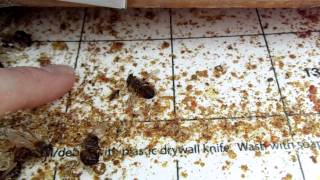 Urban Beekeeping  27 Varroa mite screened bottom board explanation how to do quadrant counts [upl. by Hartmann]