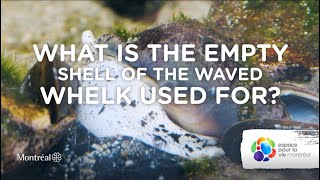 Are you familiar with the Waved whelk [upl. by Nnylyoj]