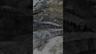 Crocodile 🐊 shortvideo youtubeshorts youtube crocodile shorts [upl. by Eecak]