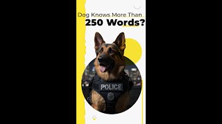 Can Dogs REALLY Learn 250 Words [upl. by Patrizia22]