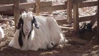 Chivo rumiando Goat chewing [upl. by Alrac789]