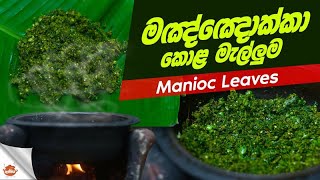 මඤ්ඤොක්කා කොළ මැල්ලුම  Traditional Manioc leaves with Turkey berry in village style [upl. by Lexis]