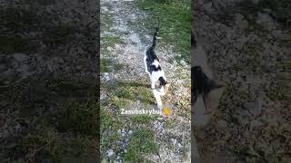 Kotka Pica 👮💙😸 slodkiekotki kotek viralvideo shorts cat cutecatsonly [upl. by Elehcor]