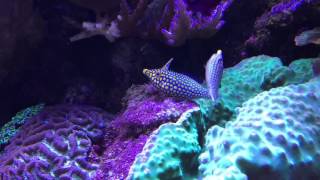 orange spotted filefish spawning [upl. by Nibroc962]