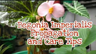 BEGONIA IMPERIALIS PROPAGATION AND CARE TIPS  red noveno [upl. by Allmon]