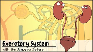 Excretory System and the Nephron [upl. by Nattirb]