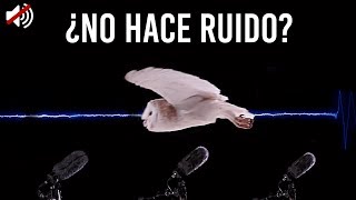 ¿Porque los Búhos no hacen ningún ruido al volar  Experimento [upl. by Ocirderf]