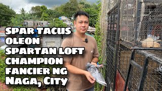 SPARTACUS OLEON SPARTAN LOFT CHAMPION FANCIER NG NAGA CITY Reggie Cruz Loft amp Aviary [upl. by Yelahc]