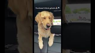 Wurdet ihr verfolgt 🚓🚴🏼‍♂️ shortsclip hund youtubeshorts goldenretriever police [upl. by Shulem]