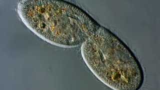 Paramecium Teilung [upl. by Atnicaj148]