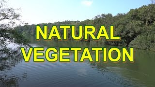 Natural vegetation in India  Class 9 and 11 NCERT [upl. by Ahsirt559]