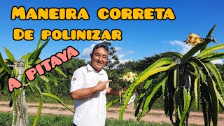 MANEIRA CORRETA DE POLINIZAR A PITAYA [upl. by Sanfo]