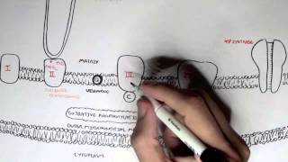 Human Metabolism Map II  Cellular Respiration Electron Transport Chain Oxidative Phosphorylation [upl. by Ruckman]