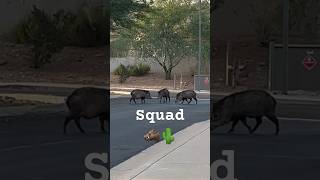 Javelina Herd Assemble javelina arizona wildlife [upl. by Nolos]