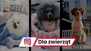 Rolki dla zwierząt  NoToKoty  Instagram Reels [upl. by Adebayo]