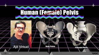 Human Pelvis [upl. by Bartolemo]