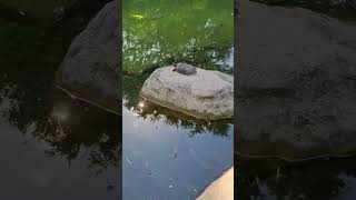 Koi Fish everyone koifish beautiful amazing lovely cute enjoy fish viralvideo viralpost [upl. by Suinotna81]