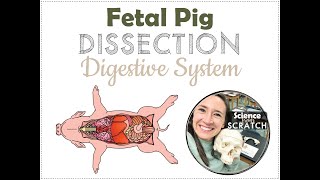 Fetal Pig Dissection 3  Digestive System [upl. by Manya]