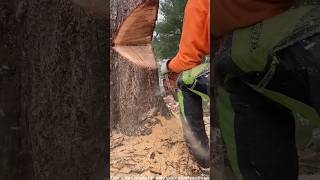 Tree cutting trick used abroad ytshortsvideo [upl. by Enajharas610]