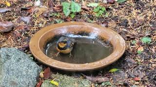 Varied Thrush taking a bath [upl. by Georgina135]