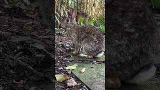 Cottontail Rabbit [upl. by Gussman]