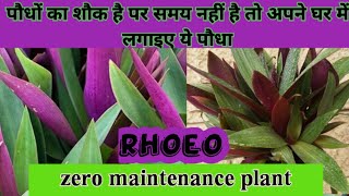 Purple Plant Rhoeo  Repotting of Rhoeo plant [upl. by Winola]