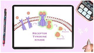 Receptor Tyrosine Kinases  Cell Signaling  Membrane Receptors [upl. by Sidwell]